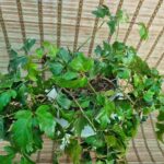 سیسوس - تصویر 2