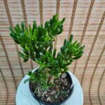 سم اسبی - تصویر 2