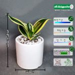 سانسوریا بلک گلد