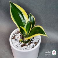 سانسوریا بلک گلد - تصویر 3