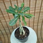 آدنیوم بافت - تصویر 2