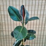 فیکوس بلک - تصویر 2