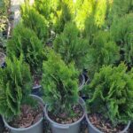 کاج کامیس - تصویر 2