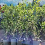 یاس هلندی - تصویر 2