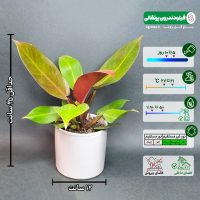 فیلودندرون پرتقالی