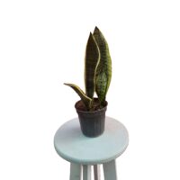 سانسوریا ابلق کراواتی