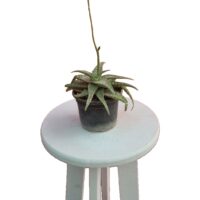 کریپتانتوس