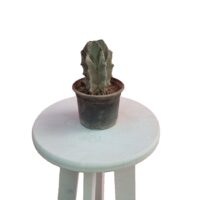 کاکتوس استنوسرئوس