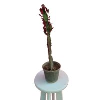 افوربیا قرمز