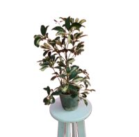 Screenshot_۲۰۲۳۰۸۱۳_۲۱۴۹۱۳_InShot شفلرا فر