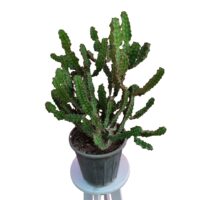 افوربیا ارتشی