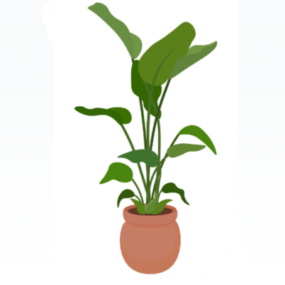 فیلودندرون