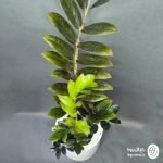 زامیفولیا بلک - تصویر 3