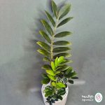 زامیفولیا بلک - تصویر 4