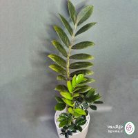 زامیفولیا بلک - تصویر 4