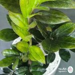 زامیفولیا بلک - تصویر 5