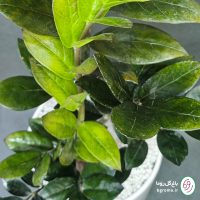 زامیفولیا بلک - تصویر 5