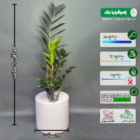 زاموفیلیا بلک