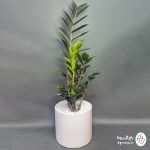 زامیفولیا بلک - تصویر 2