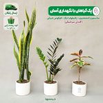 پک گیاهان با نگهداری آسان