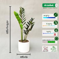 پک گیاهان با نگهداری آسان - تصویر 4