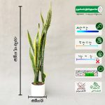 پک گیاهان با نگهداری آسان - تصویر 3