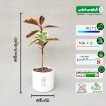 پک گیاهان با نگهداری آسان - تصویر 5