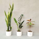 پک گیاهان با نگهداری آسان - تصویر 2